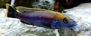 Melanochromis melanopterus 'Nkolongwe'